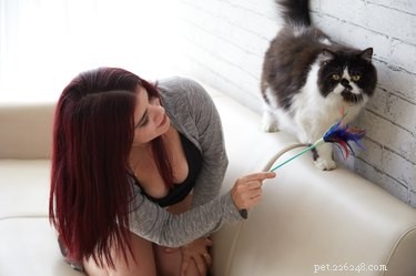 Keep Your Cat Mentally Stimulated: Proven Strategies for a Happy, Healthy Feline