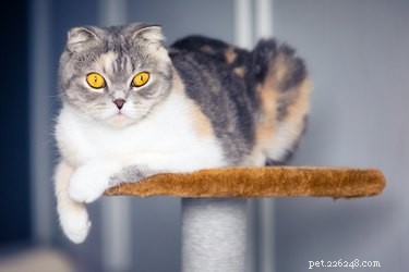 Keep Your Cat Mentally Stimulated: Proven Strategies for a Happy, Healthy Feline