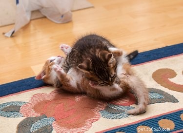 Keep Your Cat Mentally Stimulated: Proven Strategies for a Happy, Healthy Feline