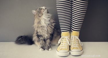 Age and Education Influence Human‑Cat Communication: Insights from a Budapest Study