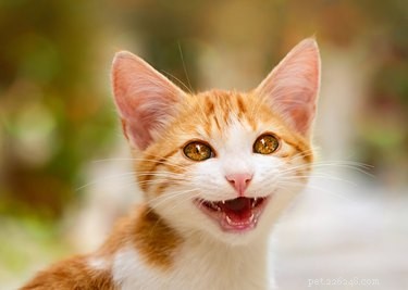 Age and Education Influence Human‑Cat Communication: Insights from a Budapest Study