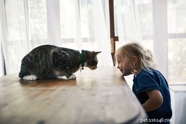 Inside a Cat s Mind: Understanding Their Behavior and Thoughts