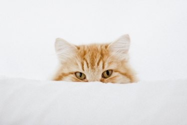 Inside a Cat s Mind: Understanding Their Behavior and Thoughts