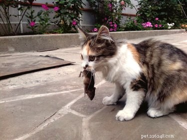 Inside a Cat s Mind: Understanding Their Behavior and Thoughts