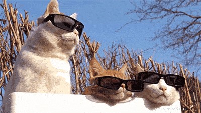Inside a Cat s Mind: Understanding Their Behavior and Thoughts