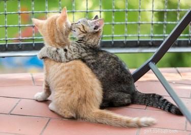 Inside a Cat s Mind: Understanding Their Behavior and Thoughts