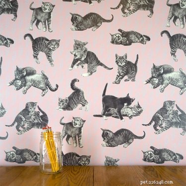 10 Must-See Highlights at CatCon 2018