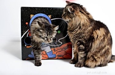10 Must-See Highlights at CatCon 2018
