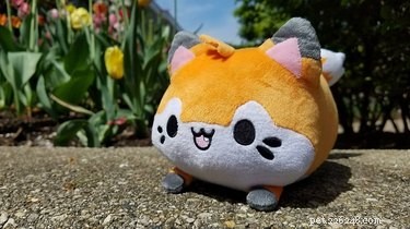10 Must-See Highlights at CatCon 2018