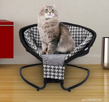 10 Must-See Highlights at CatCon 2018
