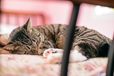 Do Cats Dream? Exploring the Science Behind Feline Sleep
