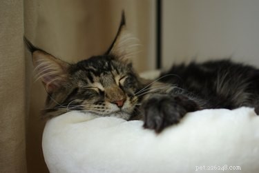 Do Cats Dream? Exploring the Science Behind Feline Sleep