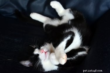Do Cats Dream? Exploring the Science Behind Feline Sleep