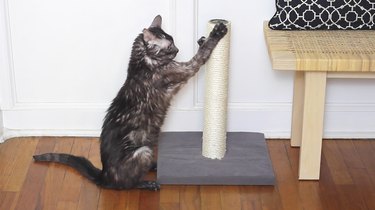 8 Essential Steps to Prepare Your Home for a Newly Adopted Cat