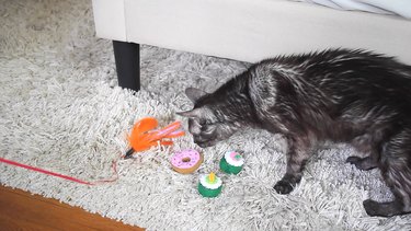 8 Essential Steps to Prepare Your Home for a Newly Adopted Cat