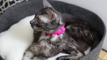 8 Essential Steps to Prepare Your Home for a Newly Adopted Cat