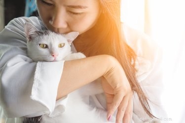 Do Cats Truly Recognize Their Rescuer? Insights into Their Awareness