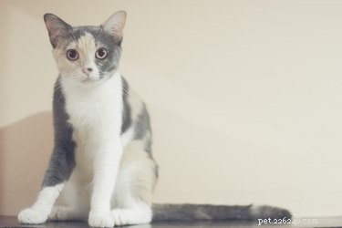Do Cats Truly Recognize Their Rescuer? Insights into Their Awareness