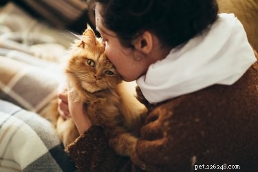 Do Cats See Us as Mother Figures? Unpacking the Truth