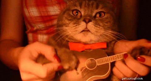 Decoding Your Cat’s Messages: What They Really Want to Tell You