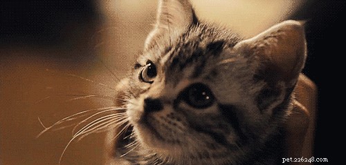 Decoding Your Cat’s Messages: What They Really Want to Tell You