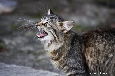 Decoding Your Cat’s Messages: What They Really Want to Tell You