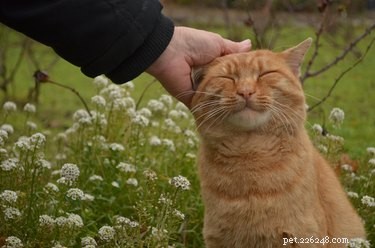 Decoding Your Cat’s Messages: What They Really Want to Tell You