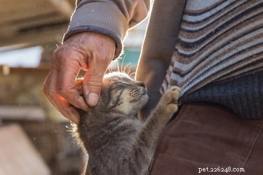 Decoding Your Cat’s Messages: What They Really Want to Tell You