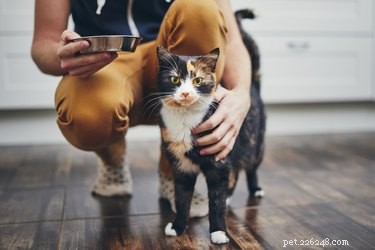 Can Your Cat Sense Your Love? Understanding Feline Affection