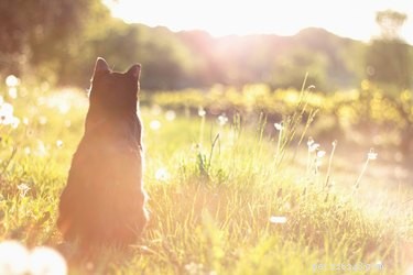 The Origin of Domestic Cats: Tracing Their Ancient Roots