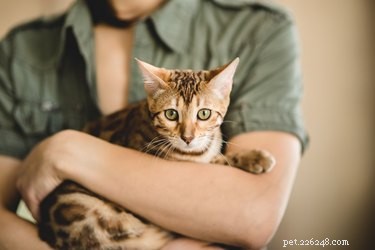 The Origin of Domestic Cats: Tracing Their Ancient Roots