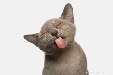 The Origin of Domestic Cats: Tracing Their Ancient Roots