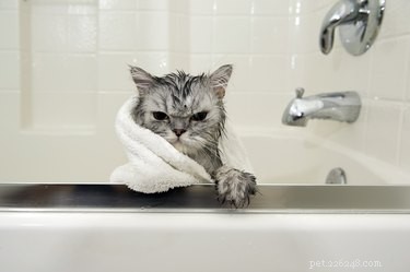Do Cats Really Need Baths? Expert Insights on Cat Grooming