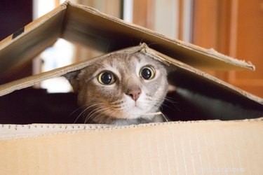 What Makes Cats Tick: The Ultimate Guide to Their Favorite Things