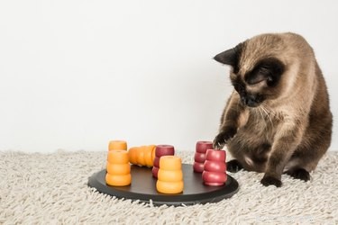 What Makes Cats Tick: The Ultimate Guide to Their Favorite Things