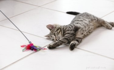 What Makes Cats Tick: The Ultimate Guide to Their Favorite Things