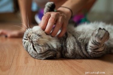 Expert Guide to Petting Your Cat: Proven Tips for a Happy, Healthy Bond