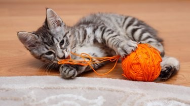 Ensure Your Cat’s Safety and Happiness While You’re Away: A Practical Guide