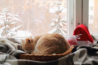 Ensure Your Cat’s Safety and Happiness While You’re Away: A Practical Guide