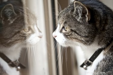 Inside a Cat’s Mind: What They Truly Think
