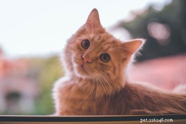 Inside a Cat’s Mind: What They Truly Think