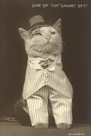 12 Surprising Facts About Pets in the Early 20th Century