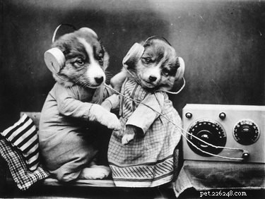 12 Surprising Facts About Pets in the Early 20th Century