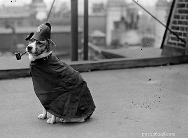 12 Surprising Facts About Pets in the Early 20th Century