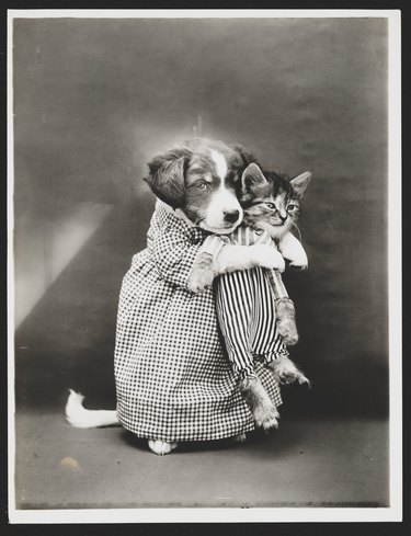 12 Surprising Facts About Pets in the Early 20th Century