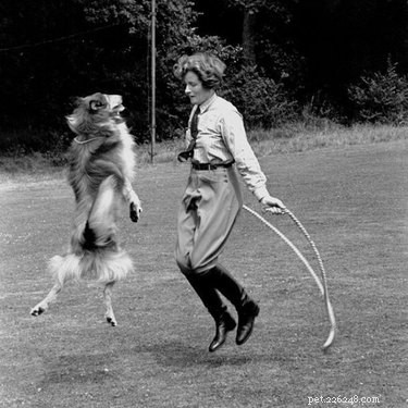 12 Surprising Facts About Pets in the Early 20th Century