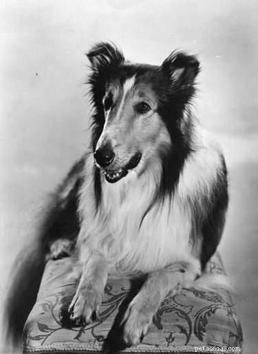 12 Surprising Facts About Pets in the Early 20th Century