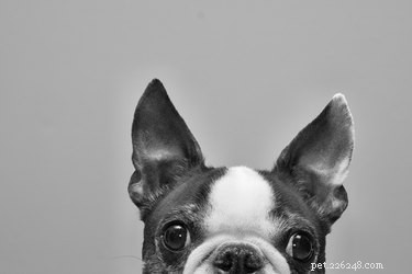 12 Surprising Facts About Pets in the Early 20th Century
