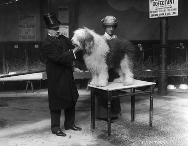 12 Surprising Facts About Pets in the Early 20th Century