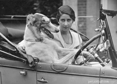 12 Surprising Facts About Pets in the Early 20th Century